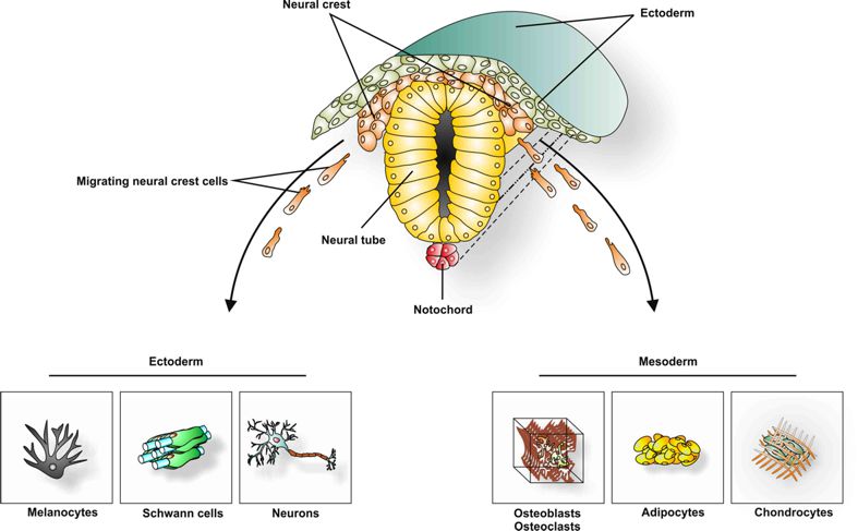 Neural Crest